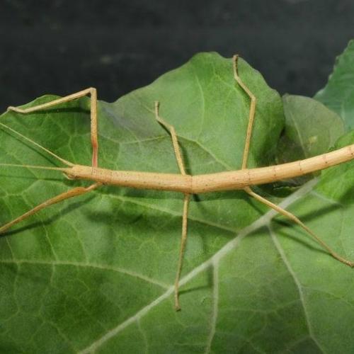 Phasmatodea's journal picture