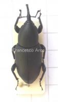 Sardinian Insects: Curculionidae