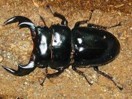 Dorcus Antaeus