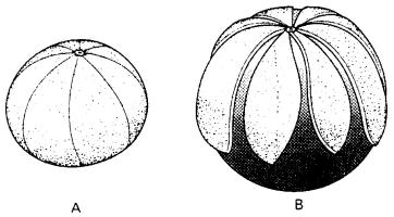 Figure 34 Van Hilton’s (1963) orange peal effect model for Earth expansion. Van Hilton suggested tha