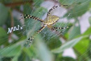 Epeira Fasciata, the weaver spider