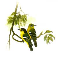 Common Iora (Aegithina Tiphia)