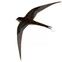 Asian Palm Swift (Cypsiurus balasiensis)