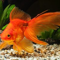 An Carassius auratus exemplar (also known as goldfish).