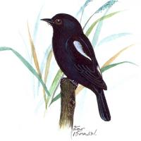 Pied Bushchat (Saxicola caprata)