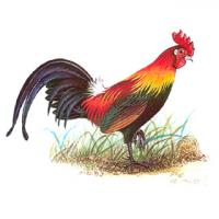 Red Junglefowl (Gallus gallus)