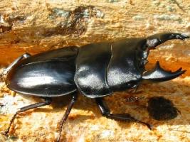 Dorcus Alcides