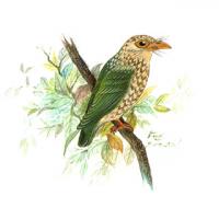 Lineated Barbet (Megalaima lineata)