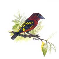 Banded Broadbill (Eurylaimus javanicus)