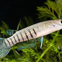 An exemplar of Aplocheilus Lineatus.