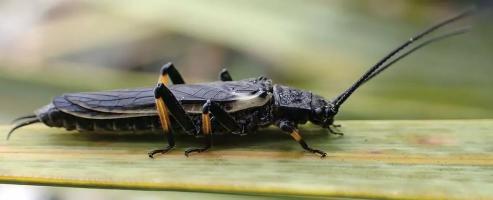 Some insects have completely changed color due to human presence