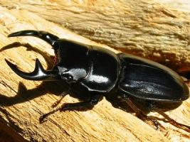 Dorcus Grandis