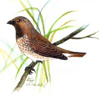 Scaly-breasted Munia (Lonchura punctulata)