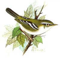 Inornate Warbler (Phylloscopus inornatus)