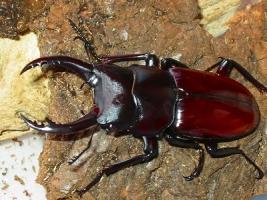 Dorcus Arrowi