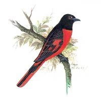 Scarlet Minivet (Pericrocotus flammeus)