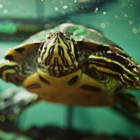 An aquatic turtle under water.