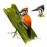 Common Flameback (Dinopium javanense)