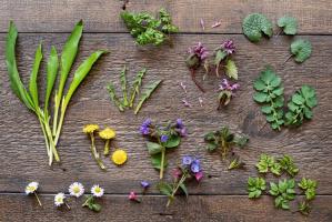 Edible and Medicinal Plants