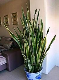 Plant Sansevieria as air purifier