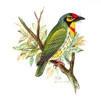 Coppersmith Barbet (Magalaima haemacephala)