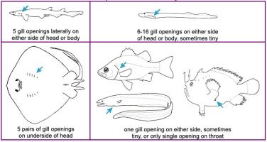 How to identify a fish