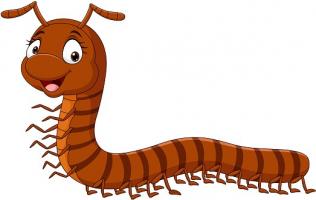 Ciriaco the centipede