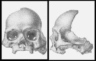 The Calaveras Skull