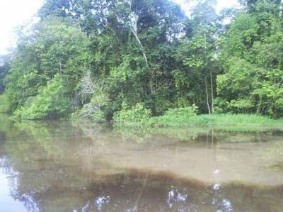 River in the Amazon