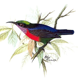 Purple-throated Sunbird (Nectarinia sperata)