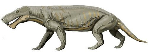 Gorgonops