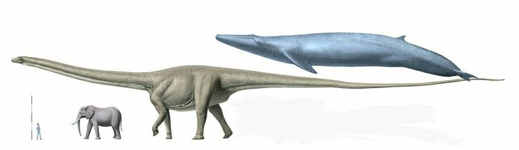 Amphicoelias fragillimus, the longest dinosaur