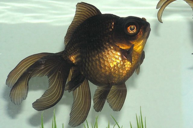 Dark brown goldfish