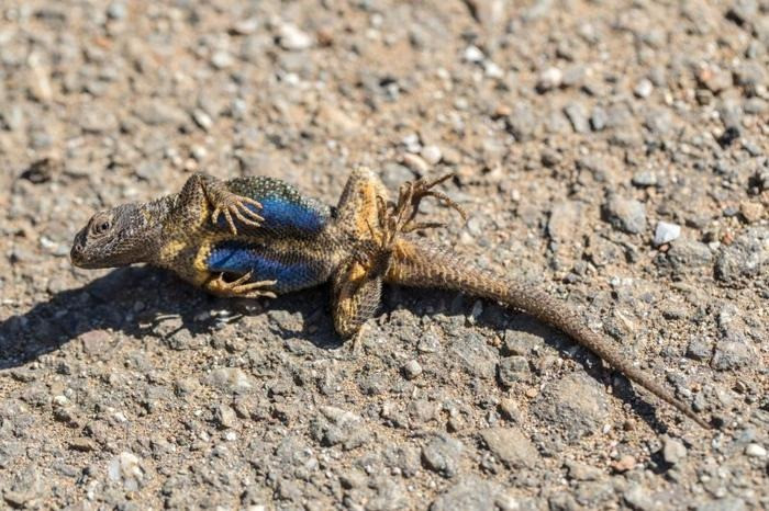 The scales on this lizard playing dead look a lot like those left behind by a reptile and mammal anc
