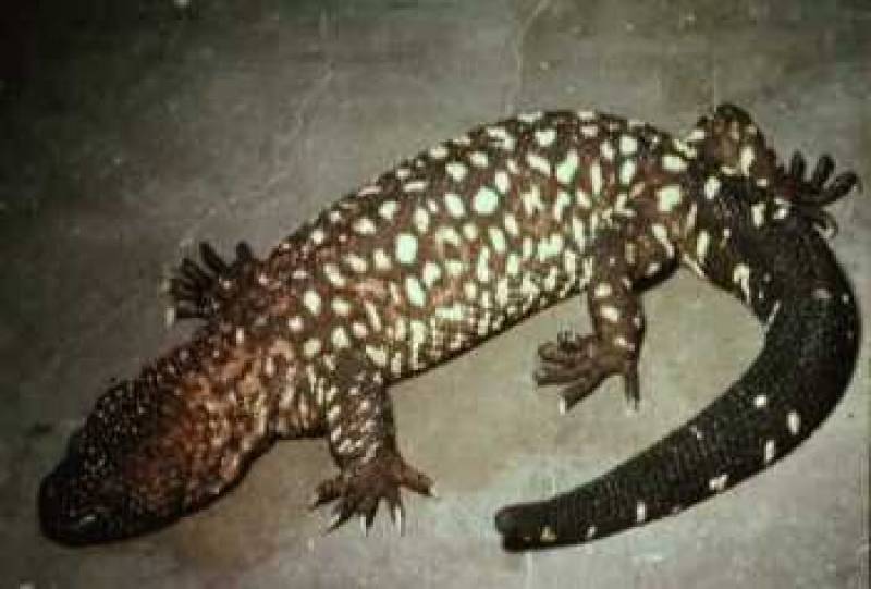 JOHN H. TASHJIAN/FORT WORTH ZOO <br>/* Mexican beaded lizard */ /_ Heloderma horridum _/