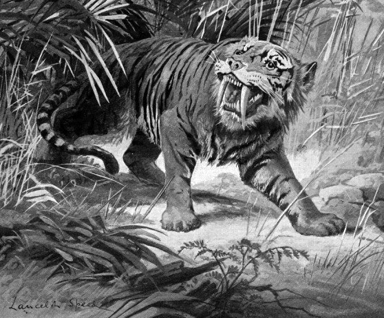 Another type of Saber-toothed Tiger was the Macairodo, with somewhat smaller teeth.
