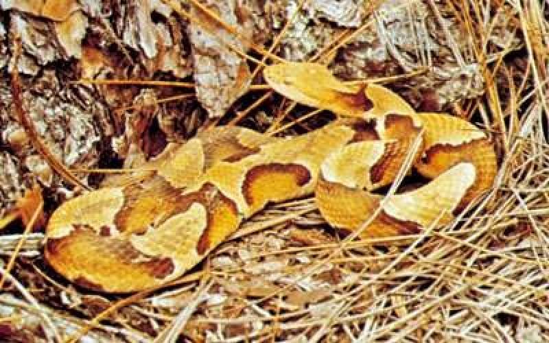 /* Australian copperhead */ /_ Denisonia superba _/