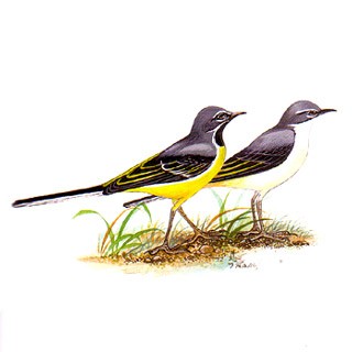 Grey Wagtail (Motacilla cinerea)