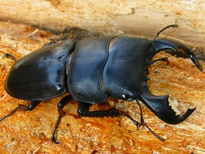 Dorcus Bucephalus