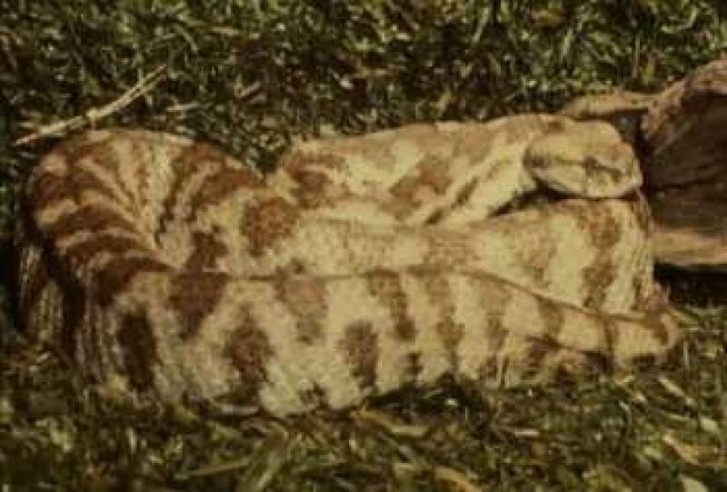 /* Levant viper */ /_ Vipera lebetina _/