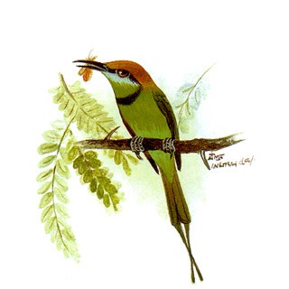 Green Bee-eater (Merops orientalis)