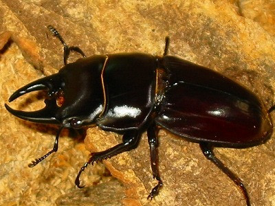 Dorcus Hyperion Hyperion