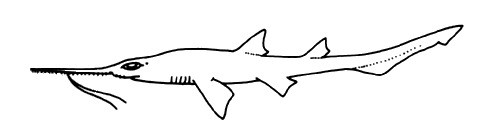 Pristiophorus schroederi (SAWSHARK)