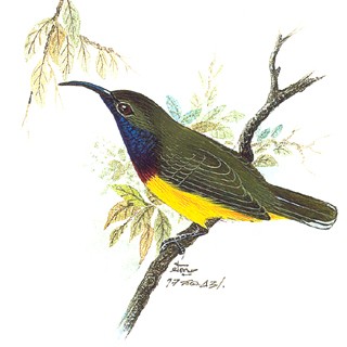 Olive-backed Sunbird (Nectarinia jugularis)