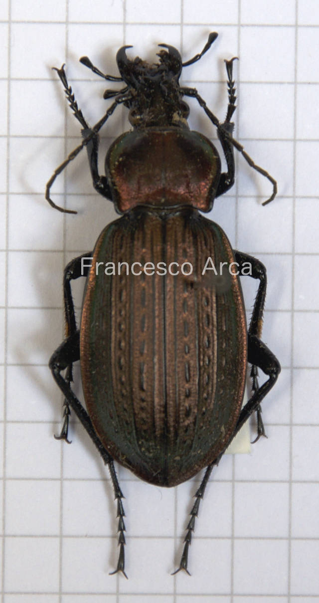 Sardinian Insects: Carabus morbillosus