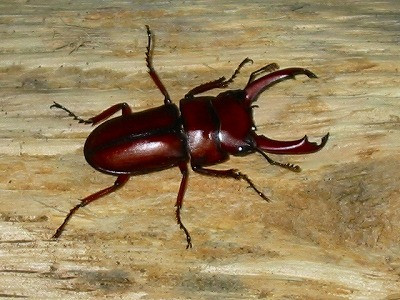 Dorcus Pseudaxis