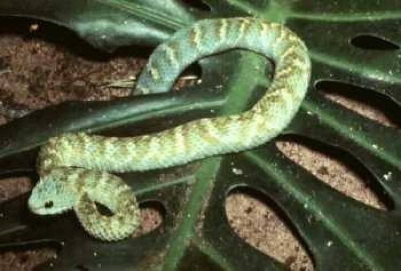 /* Bush viper */ /_ Atheris squamiger _/