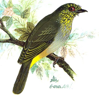 Stripe-throated Bulbul (Pycnonotus finlaysoni)