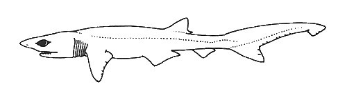 Heptranchias perlo (PERLON SHARK)