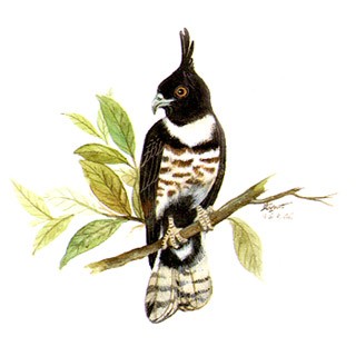 Black Baza (Aviceda leuphotes)